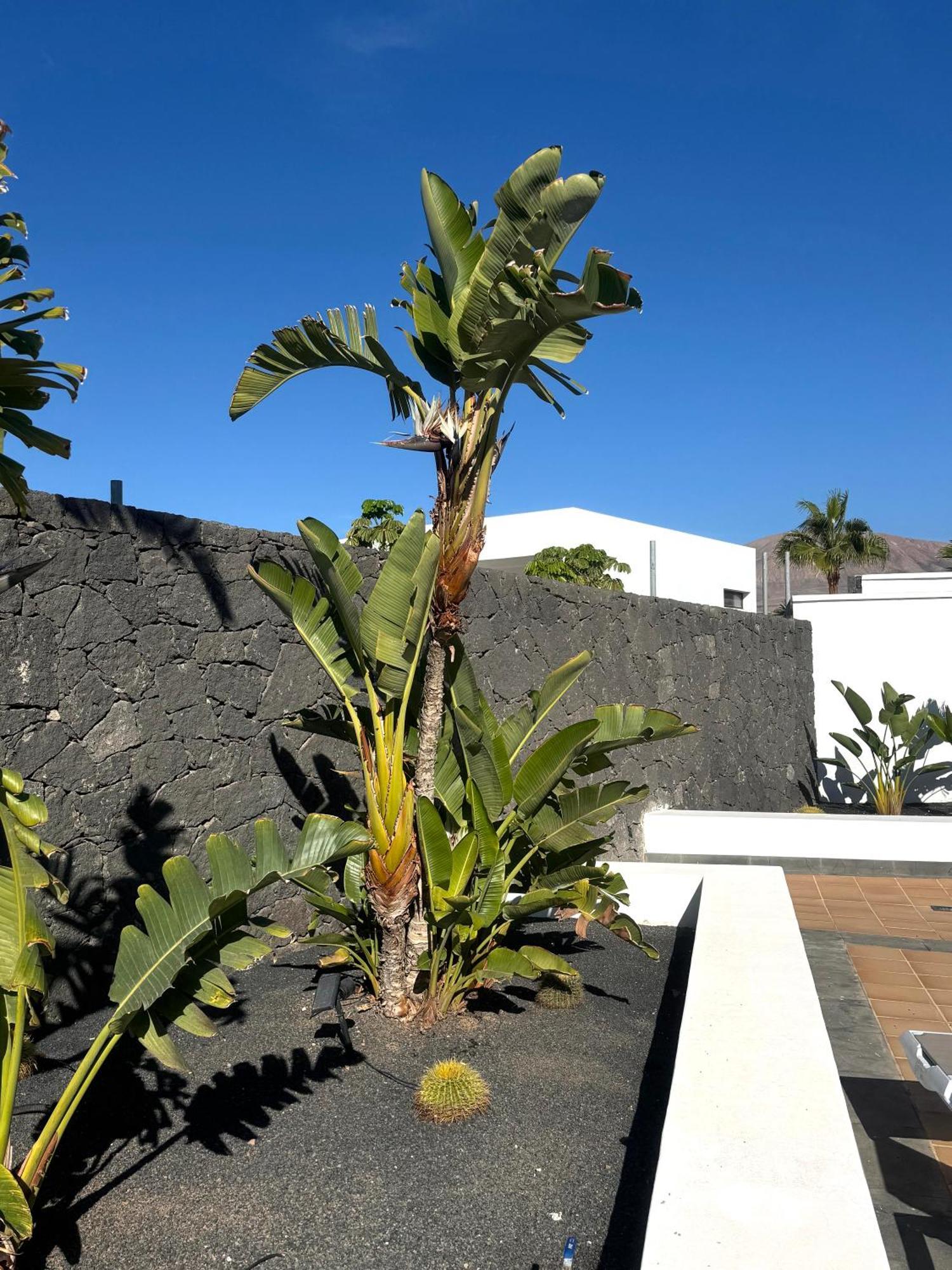 Villa Dedalos - A Luxury Large Villa With A Heated Pool In Puerto Calero Exterior photo